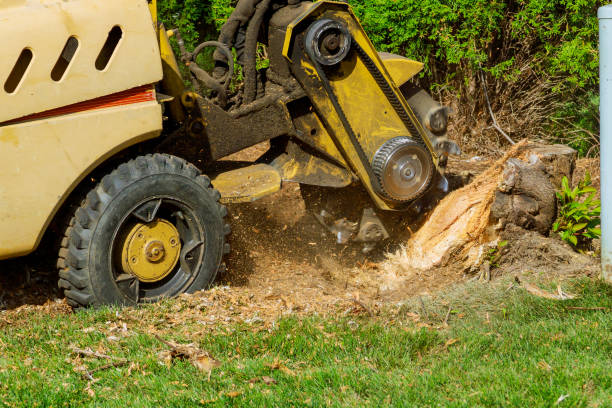 Best Leaf Removal  in Homerville, GA